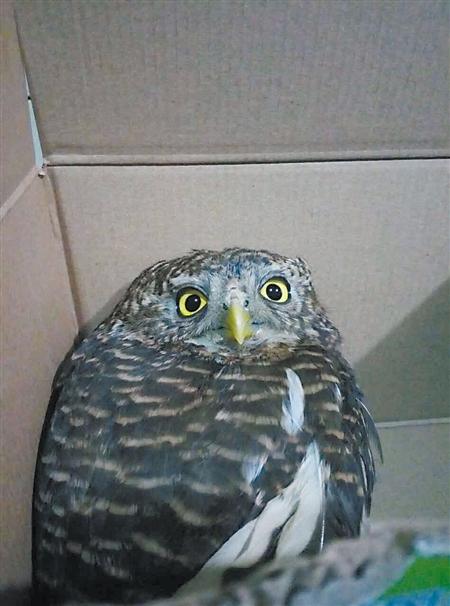 呆萌小猫头鹰学习飞翔 跌落路中遇上了热心市民