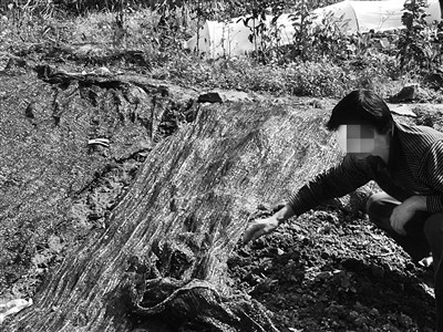 男子在缙云山旁拉网捕鸟 辩称只是保护庄稼