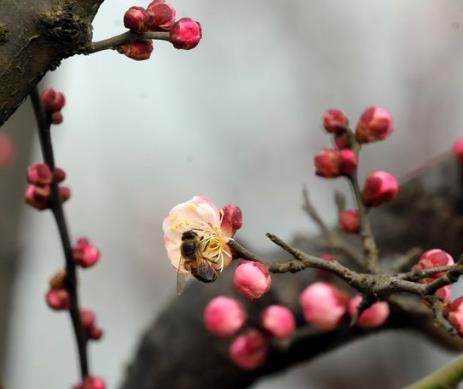 照母山上红梅开 市民纷纷踏春来