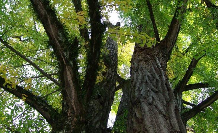 物业任意移树 业主愤而起诉