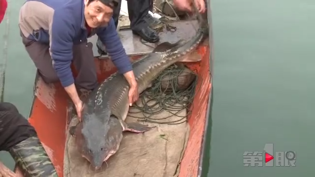 嘉陵江捞上来一条“大鱼”  原来是超大号的中华鲟