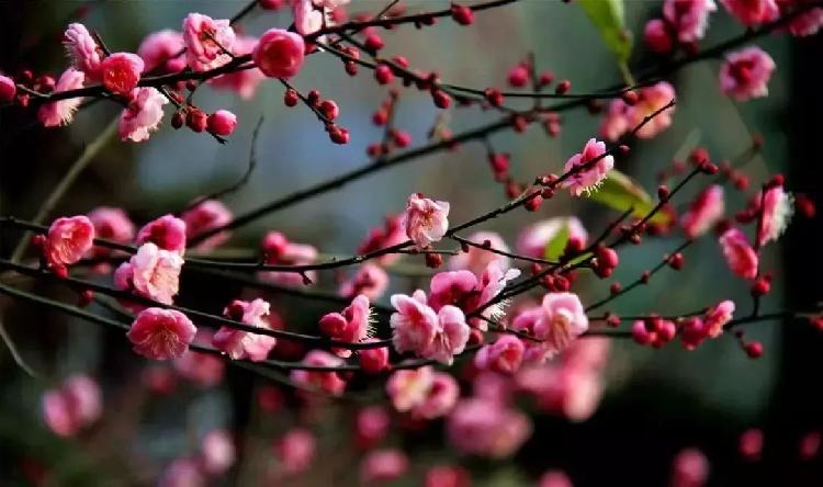 红梅正在盛开中  重庆已成“花花世界”