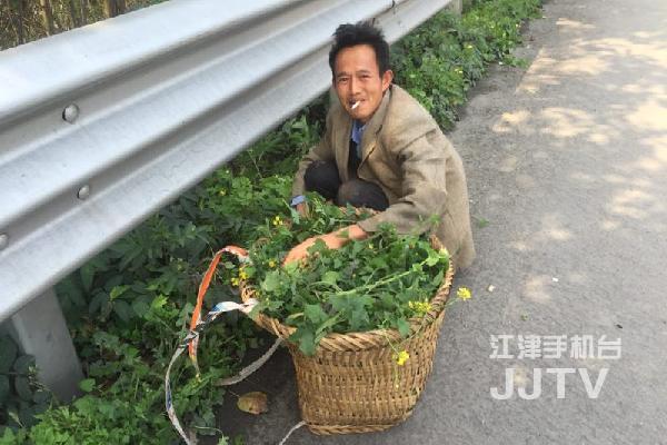 胆子大！男子高速路上打兔草