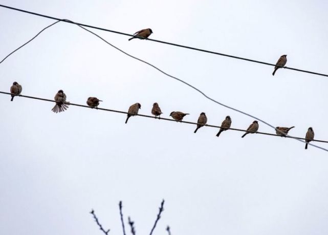 忠州大地百花盛开 鸟儿闹春