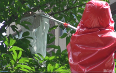 每年因蜂窝出警两万多起 消防员自制摘蜂窝神器获国家专利