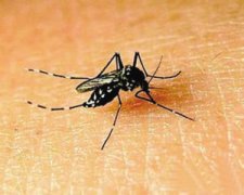 从泰国旅游归来 被检出登革热 重庆一个月检出两例输入性登革热