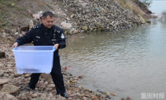 忠县长江段钓到野生娃娃鱼