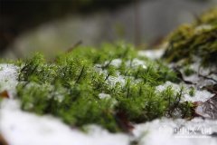 ​重庆​高山飘雪 金佛山雪景迷人