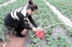 青峰冬日健身养生文化节，本周五开幕