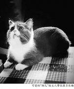 给猫取名叫狗儿 收获意外乐趣