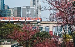 美翻！轻轨三号线列车“飞”过红梅树