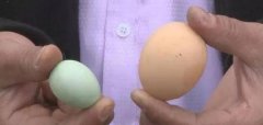 垫江一母鸡竟“出轨”生下只有硬币大小的鸡蛋