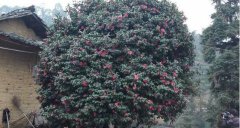 超级茶花树花开万朵 有人出5万购买村民拒绝