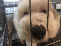 2700万小动物留守重庆小动物保护基地 有条件你就给它们一个家