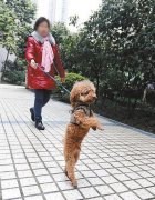 稀奇！重庆一小狗每天在小区直立疾行