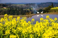 走，到忠县马灌镇金宝村看油菜花