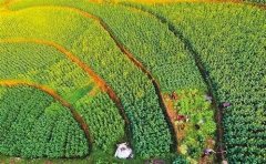 春耕春播在即 酉阳特色蔬菜园一片繁忙