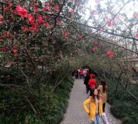 天气好哟！今天午后重庆最高温要冲20℃