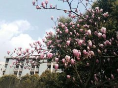 重庆明天依旧好天气 最高气温20℃左右