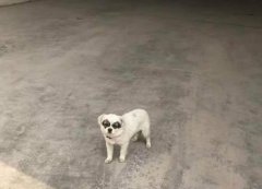 重庆一小狗戴着“黑眼罩”当门卫 酷似“熊猫侠”成网红