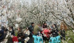 好惬意！重庆市民樱花树下打麻将