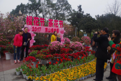 小伙伴们赏茶花和樱花去重庆南山植物园