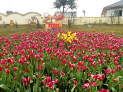 合川春季赏花节下周五开幕 12个赏花点感受十里春风