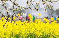 ​重庆​南川春花烂漫