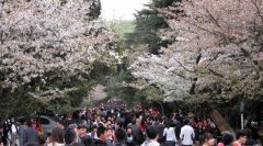 3月踏青到武汉大学赏樱花 乘飞机只需280元
