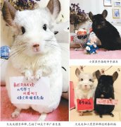 女子在家养了两只龙猫  卖萌照吸引上万粉丝