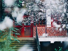 春色烂漫何处去 云阳红叶李盛开似“雪景”