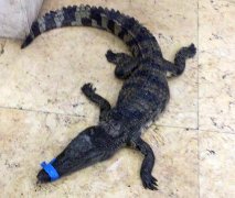 重庆一小区惊现一米长鳄鱼 市民报警求助