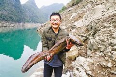  岩石缝卡住15斤重娃娃鱼 村民用心治疗后放生