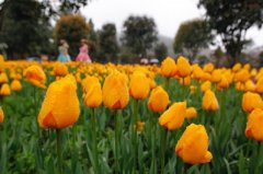 百万株荷兰郁金香在太寺垭森林公园浪漫开放