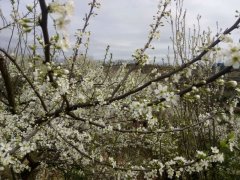 南川石溪梨花节开幕 下周可赏梨花买农货