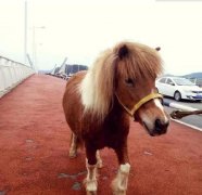 稀奇！合川一男子桥上遛马