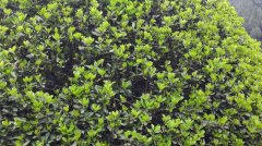 荣昌村民随意扦插 25年变罕见巨型万年青