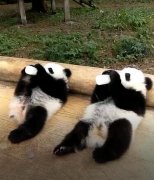 来看重庆动物园三只熊猫幼崽会动的蠢萌样