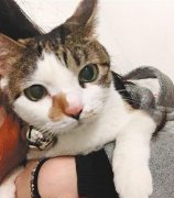 女儿最爱的猫咪不见了 偷偷送走它的竟是亲妈