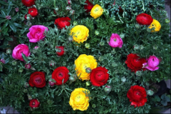 没时间去踏青?一起去花市感受自然