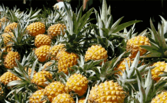 重庆人你还在吃菠萝吗 赶紧来看看吧