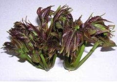 椿芽每斤70元比猪肉贵5倍？你信了就错过口福了