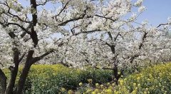 桃花谢了，清明到万州看梨花吧