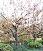 女子爬上樱花树摆好姿势拍照 不顾劝阻