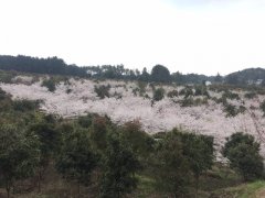 赏樱花何须远足 南川就有