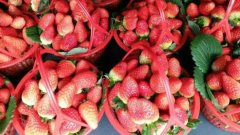 春草莓丰收 量大价低出游好选择