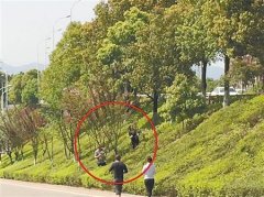 两男三女路边“辣手摧花” 樱花树全都成了光桠桠