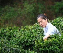 重庆忠县现穿汉服的采茶男女