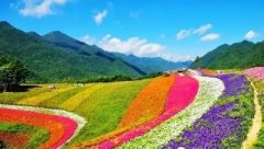 堪比北海道 重庆竟藏着这样一片花海