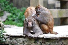 重庆统景峡猿百猴过河 令人啧啧称奇